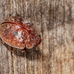 Trachymela sp. (genus) at Melba, ACT - 25 Jan 2021 10:42 PM