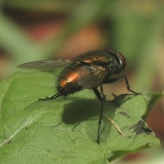 Lucilia cuprina (Australian sheep blowfly) at Pollinator-friendly garden Conder - 17 Dec 2020 by michaelb