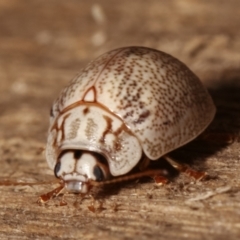 Paropsis 'sp. 20' of Lagerwey (Eucalyptus leaf beetle) at Melba, ACT - 25 Jan 2021 by kasiaaus