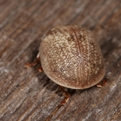 Paropsis 'sp. 20' of Lagerwey at Melba, ACT - 25 Jan 2021 10:43 PM