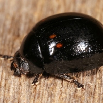 Paropsisterna octosignata (Eucalyptus leaf beetle) at Melba, ACT - 25 Jan 2021 by kasiaaus