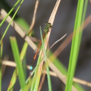 Ischnura aurora at Paddys River, ACT - 2 Feb 2021