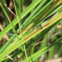 Ischnura aurora at Paddys River, ACT - 2 Feb 2021