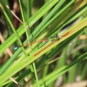 Ischnura aurora at Paddys River, ACT - 2 Feb 2021