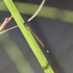 Ischnura aurora at Paddys River, ACT - 2 Feb 2021