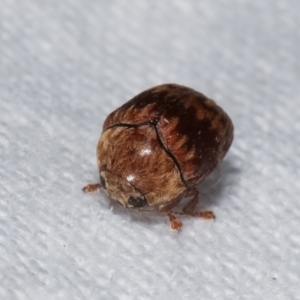 Elaphodes pilula at Melba, ACT - 25 Jan 2021 10:59 PM