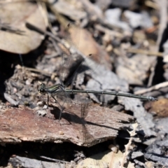 Austroargiolestes icteromelas (Common Flatwing) at Paddys River, ACT - 2 Feb 2021 by RodDeb