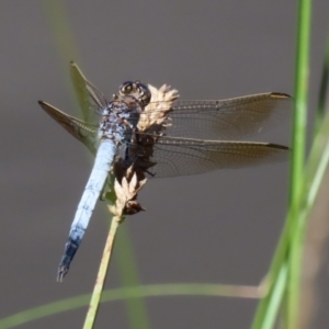 Orthetrum caledonicum at Paddys River, ACT - 2 Feb 2021 12:04 PM