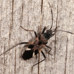 Dieuches sp. (genus) (Black and White Seed Bug) at Melba, ACT - 25 Jan 2021 by kasiaaus