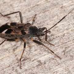 Dieuches sp. (genus) at Melba, ACT - 25 Jan 2021