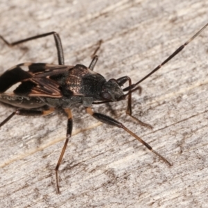 Dieuches sp. (genus) at Melba, ACT - 25 Jan 2021 10:53 PM