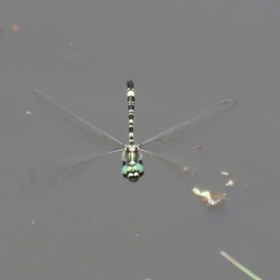 Parasynthemis regina (Royal Tigertail) at Paddys River, ACT - 2 Feb 2021 by RodDeb