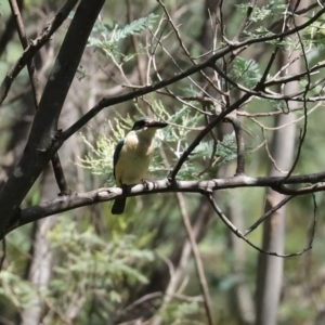 Todiramphus sanctus at Paddys River, ACT - 2 Feb 2021 11:56 AM