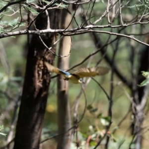 Todiramphus sanctus at Paddys River, ACT - 2 Feb 2021 11:56 AM