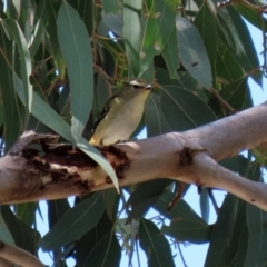 Pardalotus punctatus (Spotted Pardalote) at Paddys River, ACT - 2 Feb 2021 by RodDeb