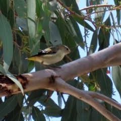 Pardalotus punctatus at Paddys River, ACT - 2 Feb 2021