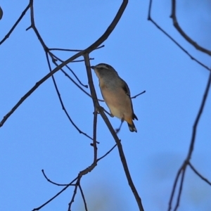 Pardalotus punctatus at Paddys River, ACT - 2 Feb 2021