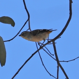 Pardalotus punctatus at Paddys River, ACT - 2 Feb 2021