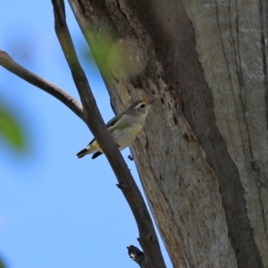 Pardalotus striatus at Paddys River, ACT - 2 Feb 2021