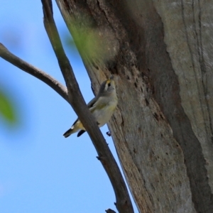 Pardalotus striatus at Paddys River, ACT - 2 Feb 2021