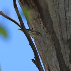 Pardalotus striatus at Paddys River, ACT - 2 Feb 2021