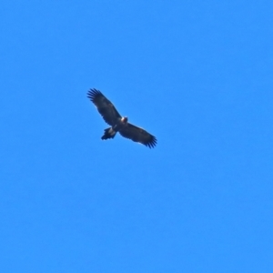 Aquila audax at Paddys River, ACT - 2 Feb 2021 12:15 PM