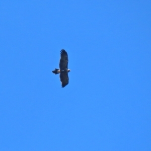 Aquila audax at Paddys River, ACT - 2 Feb 2021