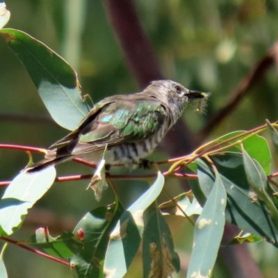 Chrysococcyx lucidus (Shining Bronze-Cuckoo) at Paddys River, ACT - 2 Feb 2021 by RodDeb