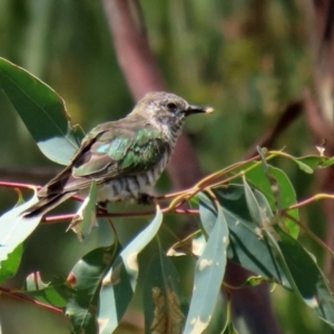 Chrysococcyx lucidus at Paddys River, ACT - 2 Feb 2021