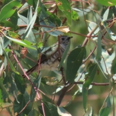 Chrysococcyx lucidus at Paddys River, ACT - 2 Feb 2021