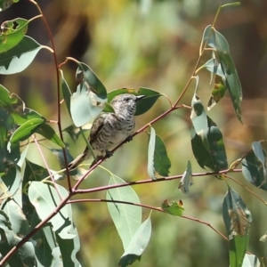 Chrysococcyx lucidus at Paddys River, ACT - 2 Feb 2021