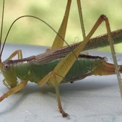 Conocephalomima barameda (False Meadow Katydid, Barameda) at Lyneham Wetland - 3 Feb 2021 by Tapirlord