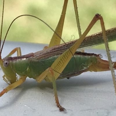 Conocephalomima barameda (False Meadow Katydid, Barameda) at Lyneham, ACT - 3 Feb 2021 by Tapirlord