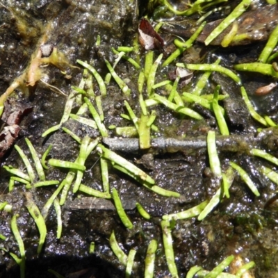 Lilaeopsis polyantha (Lilaeopsis) at Bolaro, NSW - 20 Jan 2021 by DavidMcKay