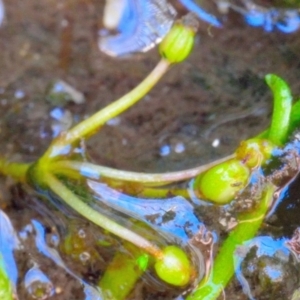 Lilaeopsis polyantha at Bolaro, NSW - 20 Jan 2021