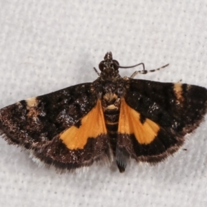 Heliothela ophideresana at Melba, ACT - 25 Jan 2021