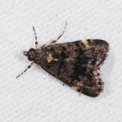 Heliothela ophideresana at Melba, ACT - 25 Jan 2021