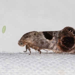 Eupselia beatella at Melba, ACT - 25 Jan 2021