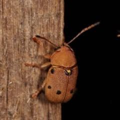 Cadmus excrementarius at Melba, ACT - 25 Jan 2021