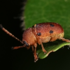 Cadmus excrementarius at Melba, ACT - 25 Jan 2021 11:01 PM