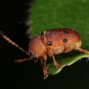 Cadmus excrementarius at Melba, ACT - 25 Jan 2021 11:01 PM