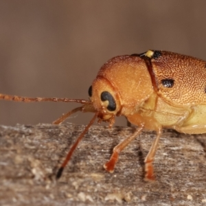 Cadmus excrementarius at Melba, ACT - 25 Jan 2021