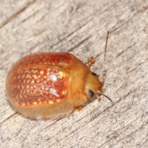 Paropsisterna decolorata at Melba, ACT - 25 Jan 2021 11:09 PM