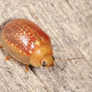 Paropsisterna decolorata at Melba, ACT - 25 Jan 2021