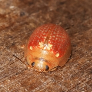 Paropsisterna decolorata at Melba, ACT - 25 Jan 2021