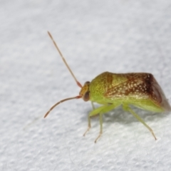 Miridae (family) (Unidentified plant bug) at Melba, ACT - 25 Jan 2021 by kasiaaus