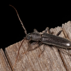 Oebarina ceresioides at Melba, ACT - 25 Jan 2021 11:14 PM