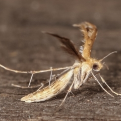 Megalorhipida leucodactyla at Melba, ACT - 25 Jan 2021 11:16 PM