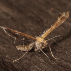 Megalorhipida leucodactyla at Melba, ACT - 25 Jan 2021