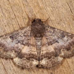 Eudesmeola lawsoni (Lawson's Night Moth) at Melba, ACT - 26 Jan 2021 by kasiaaus